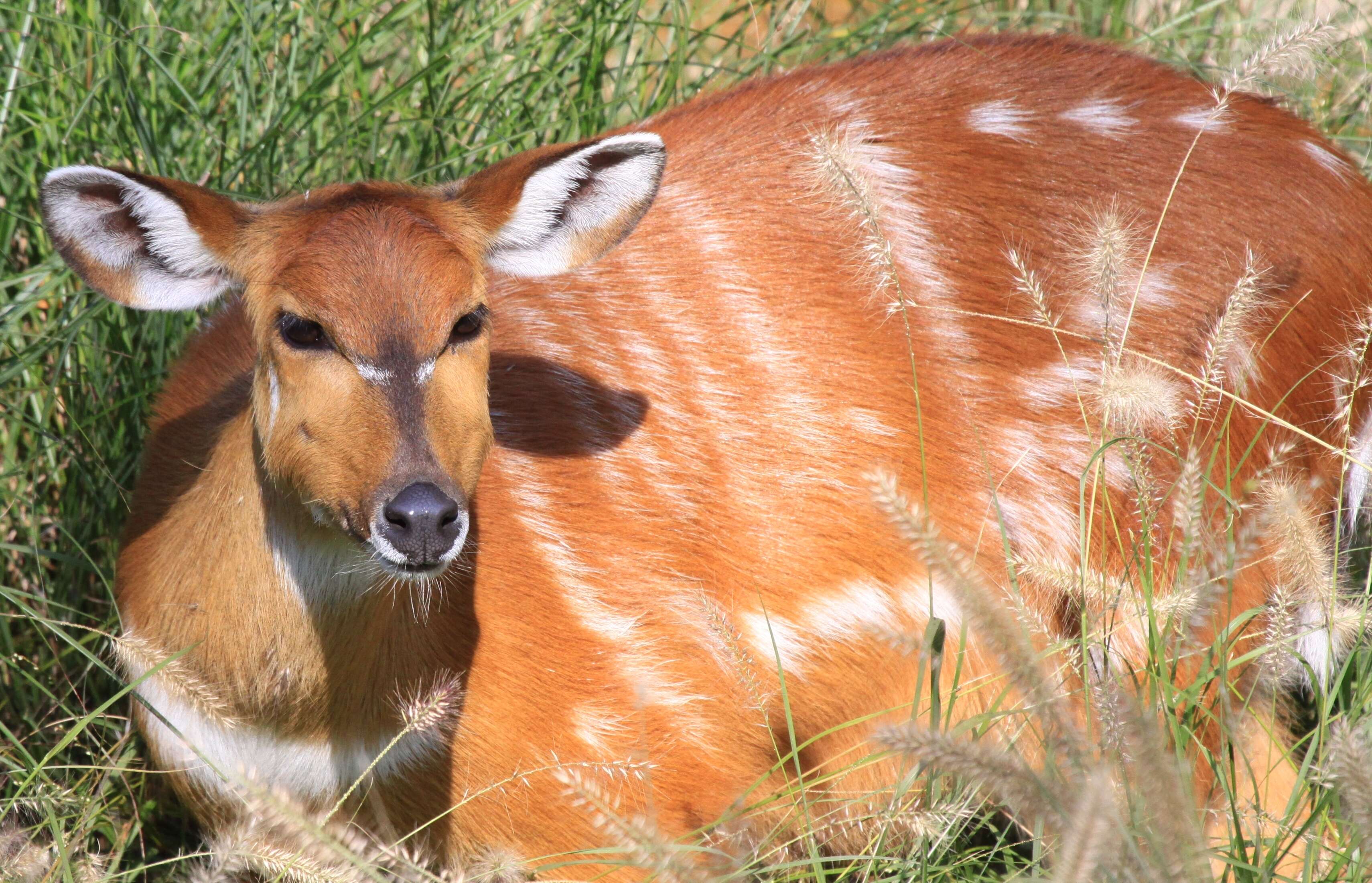 Image of Tragelaphus spekei Speke 1863