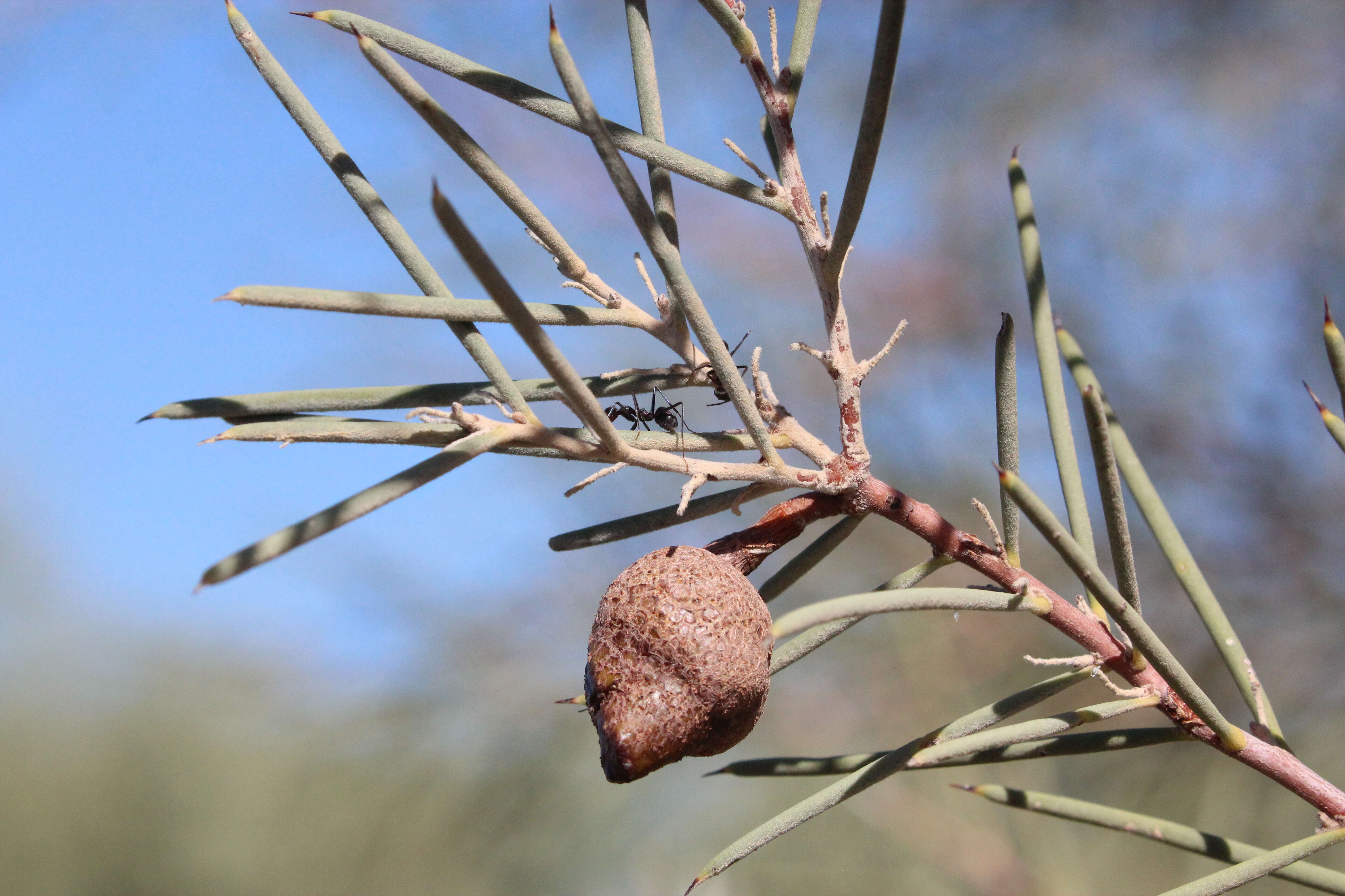 Image of Hakea leucoptera R. Br.