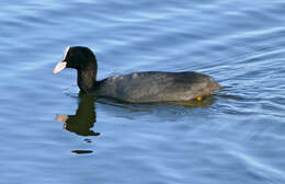 Image of Common Coot