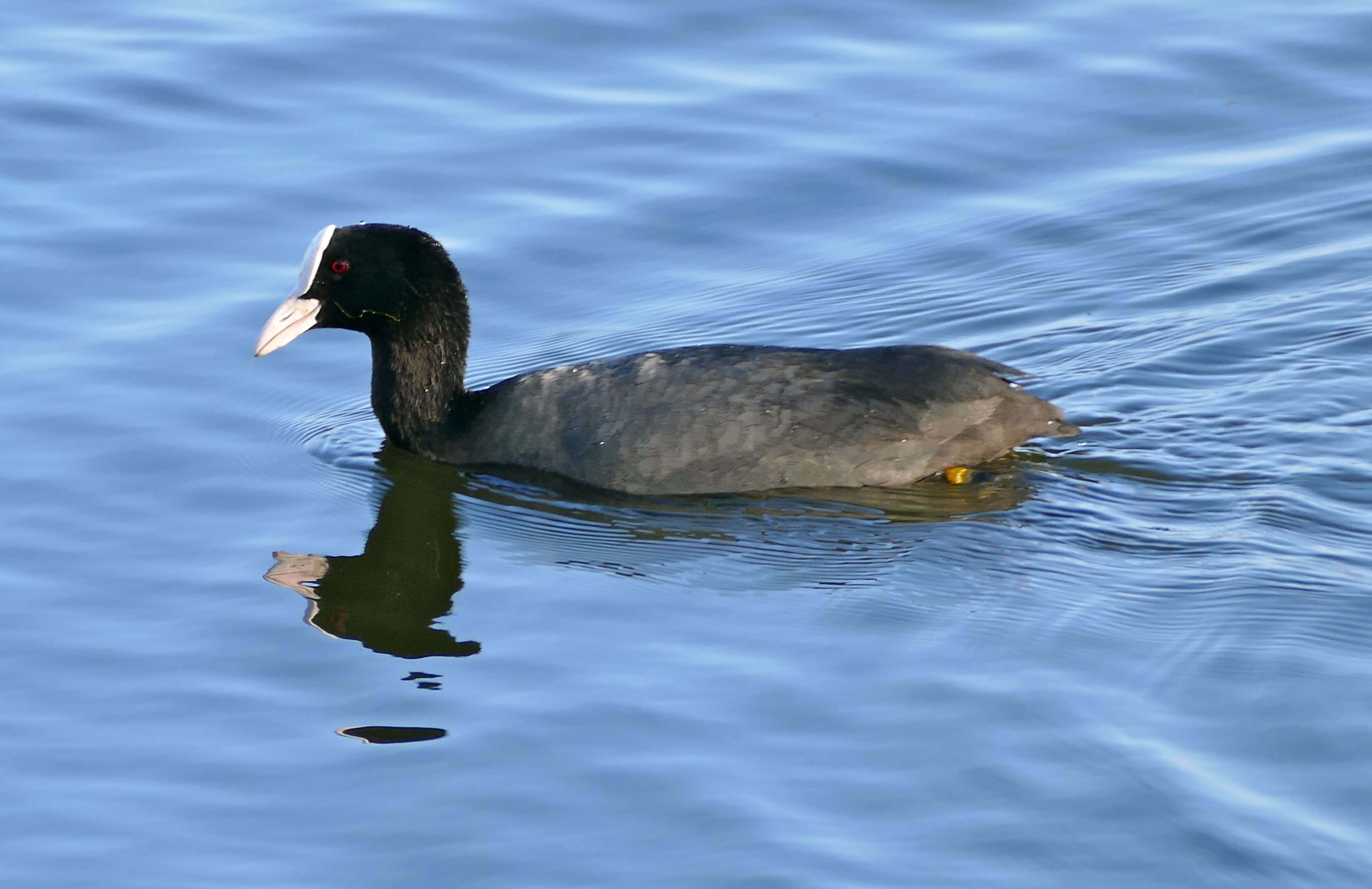 Image of Common Coot