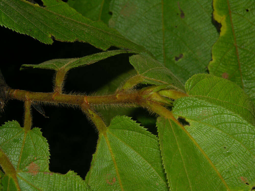 Image of Apeiba tibourbou Aubl.