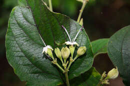 Imagem de Clerodendrum villosum Blume