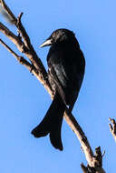 Image of drongos