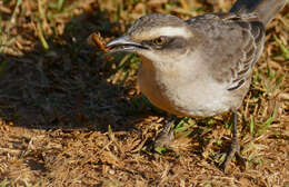 Image of Mimus Boie & F 1826