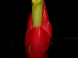 Image of Costus stenophyllus Standl. & L. O. Williams