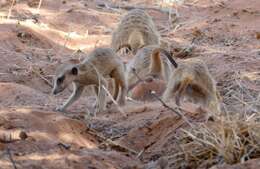 Image of Suricata Desmarest 1804