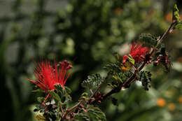 Imagem de Calliandra californica Benth.