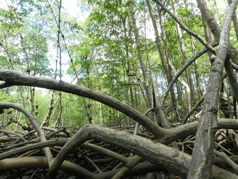 Image of mangrove