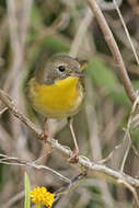 Image of Common Yellowthroat