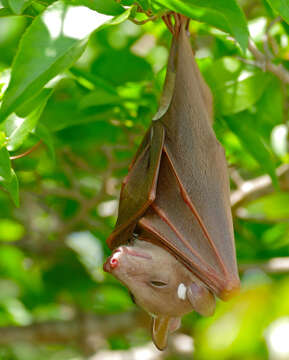 Image of Epauletted Fruit Bats