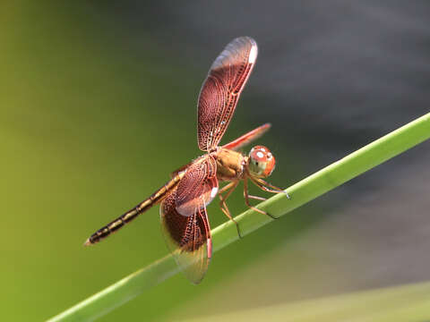 Image of Neurothemis Brauer 1867