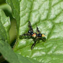 Image of Celery Fly