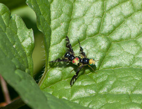 Image of Celery Fly