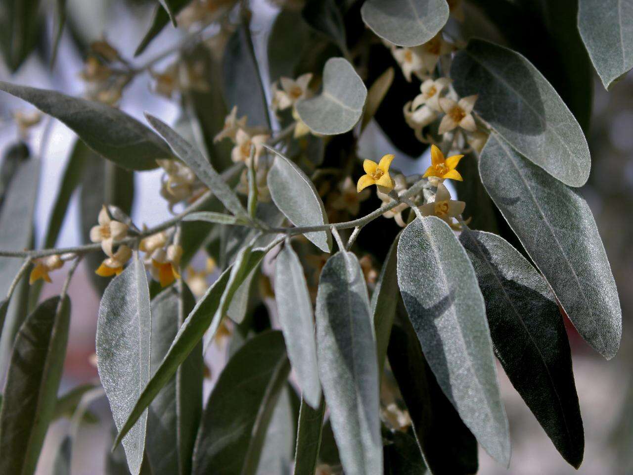 Image of Russian olive