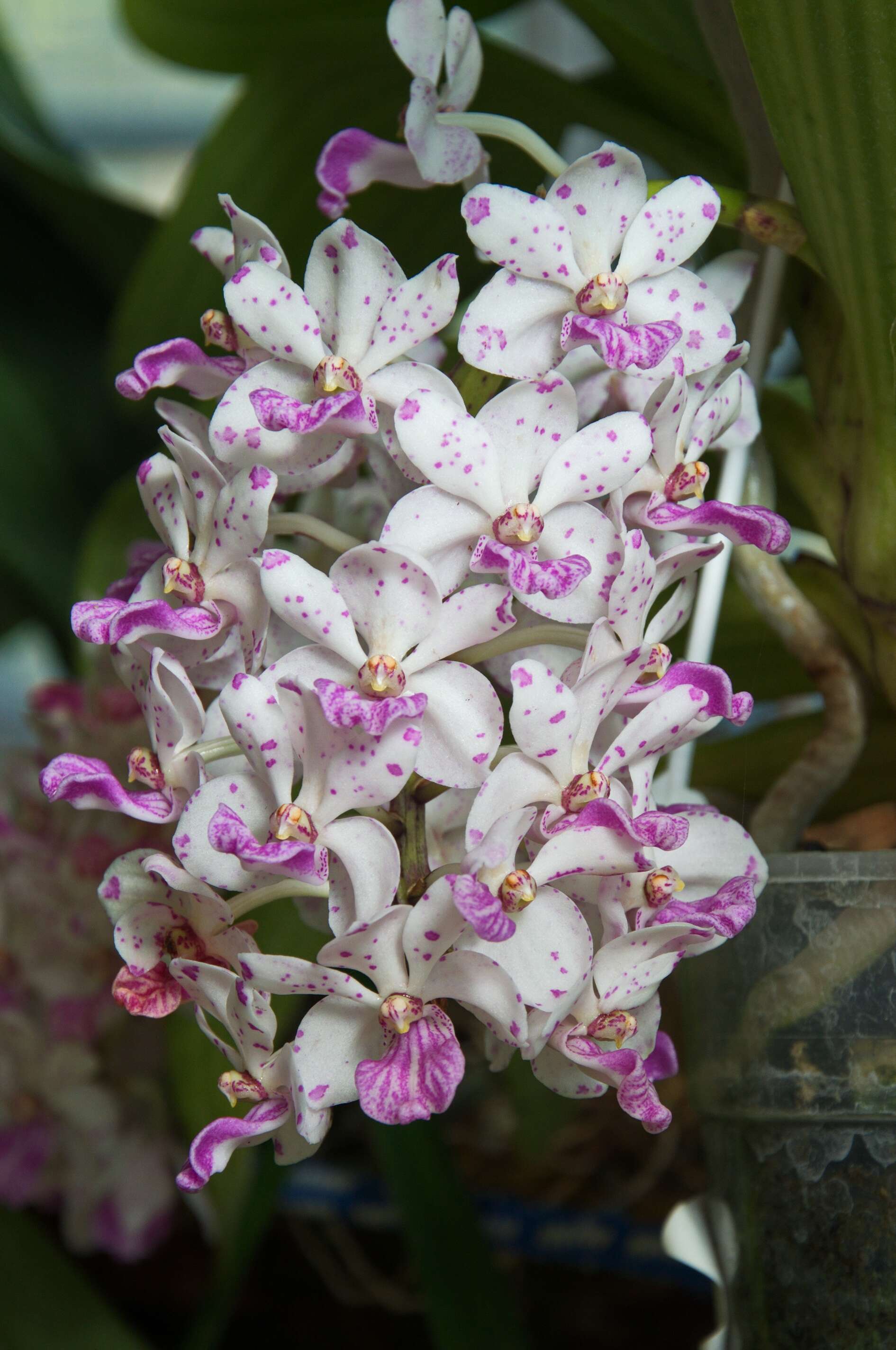 Image of Orchidaceae