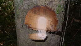 Image of Cordia acutifolia Fresen.