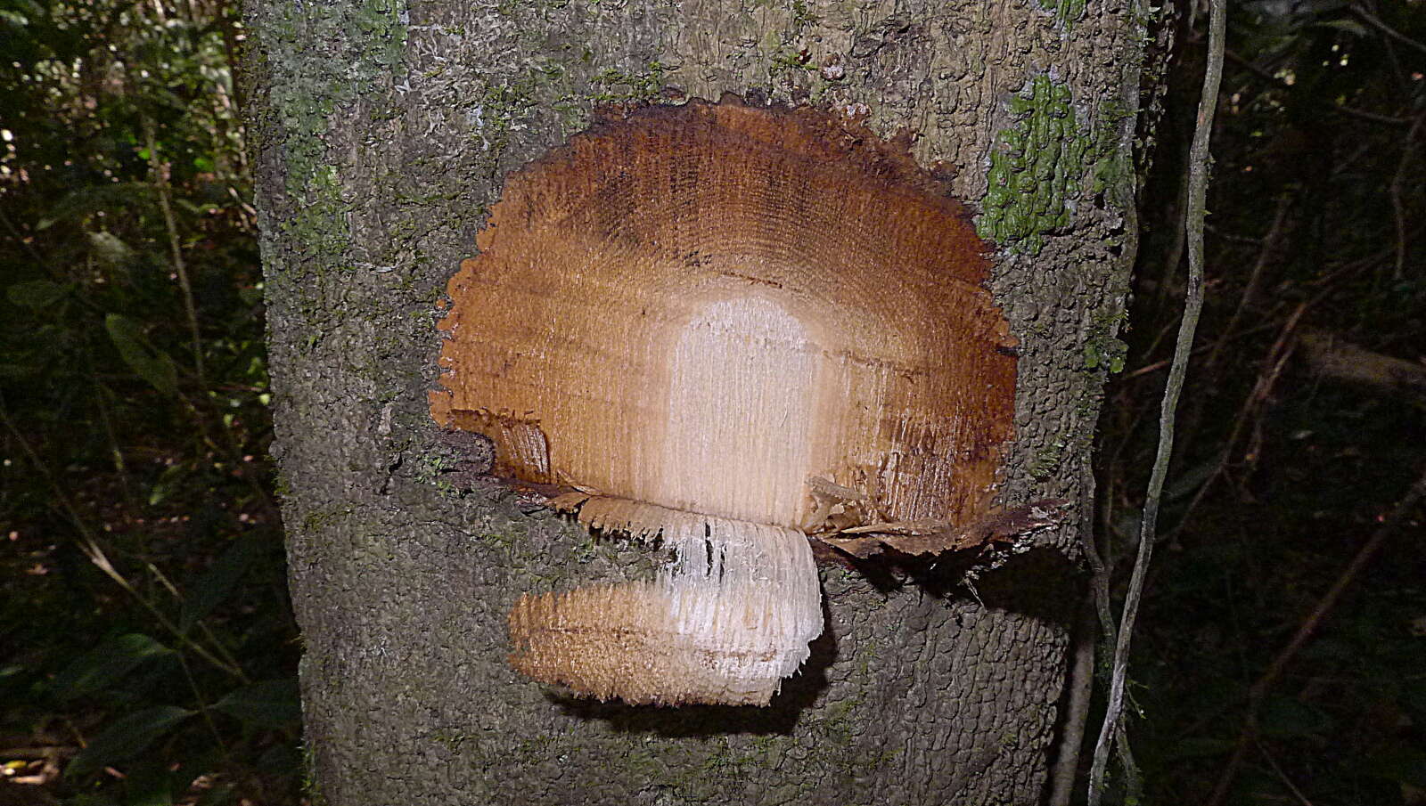 Plancia ëd Cordia acutifolia Fresen.