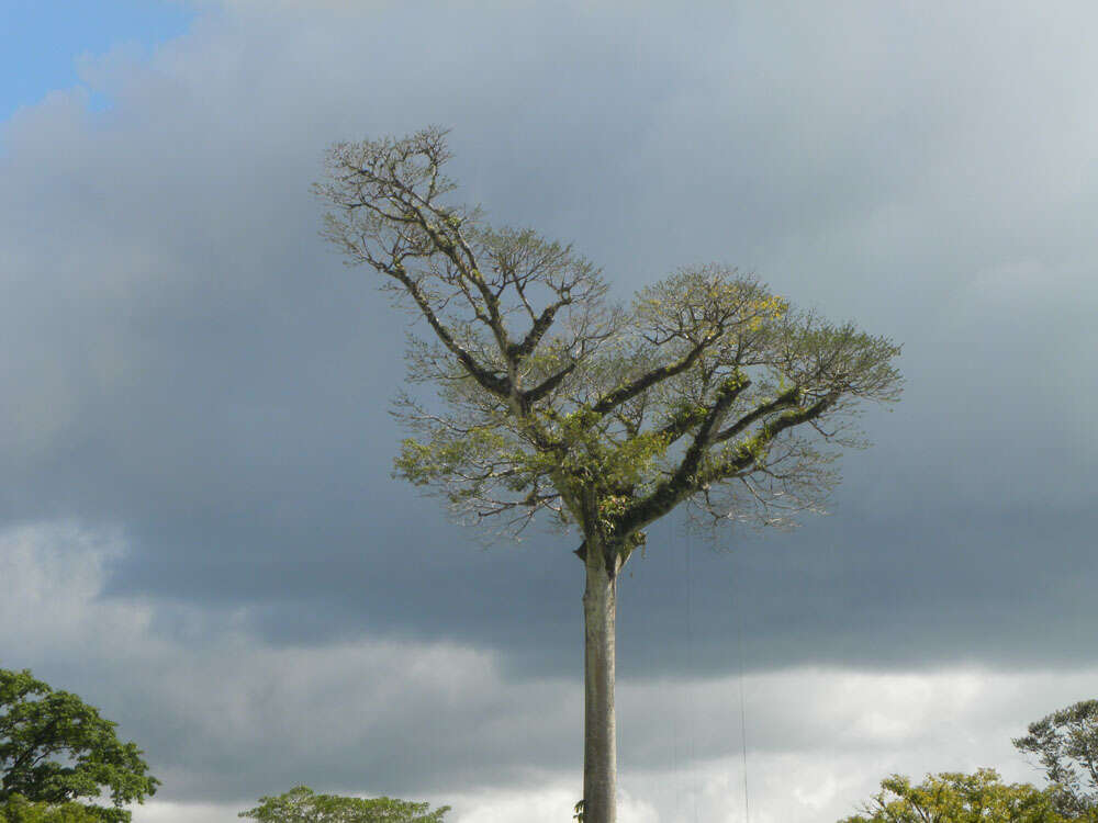 Image of ceiba