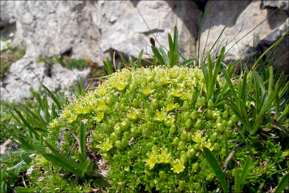 Plancia ëd Cherleria sedoides L.