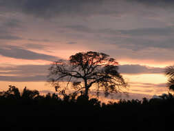 Image of ceiba