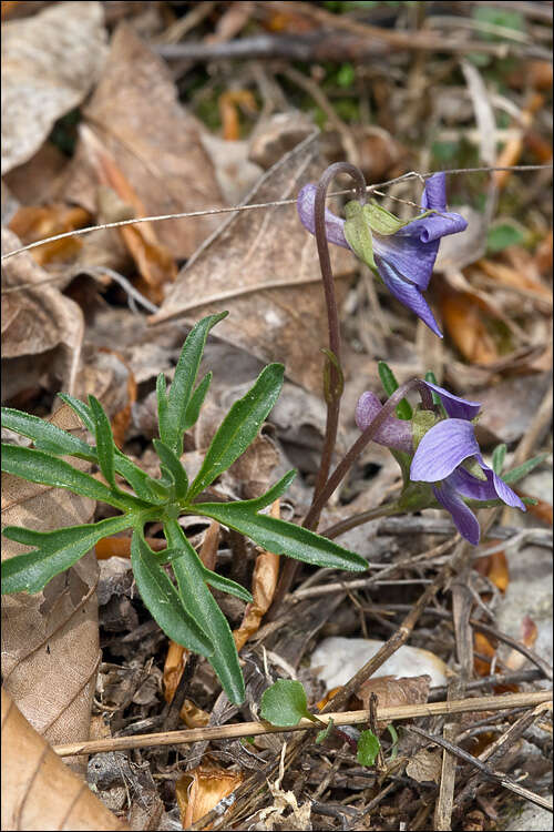 Image of Viola pinnata L.