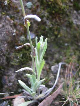 Image of Jersey cudweed