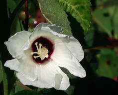 Image of Hibiscus lasiocarpos var. occidentalis A. Gray