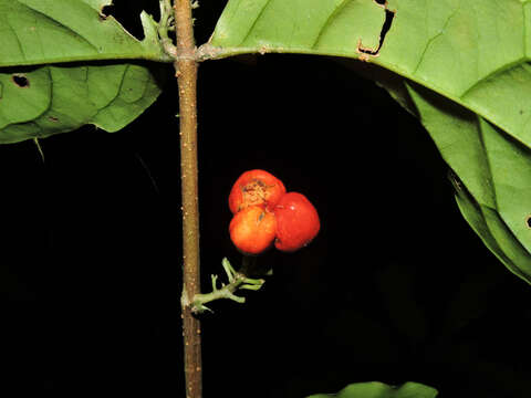 Image of Malpighia albiflora (J. Cuatrec.) J. Cuatrec.