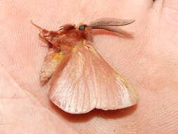 Image of Australian lappet moths