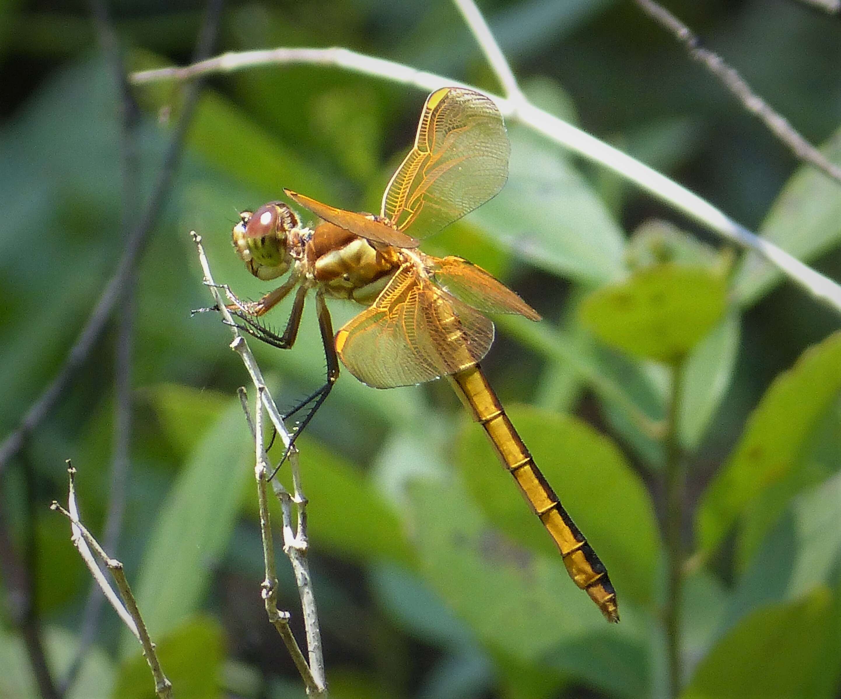 Image of Libellula Linnaeus 1758