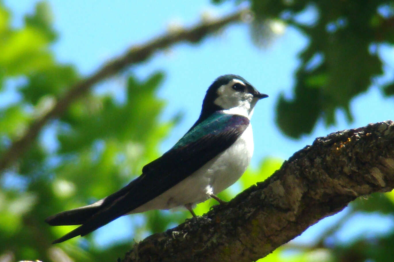 Imagem de Tachycineta Cabanis 1851