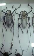 Image of white longhorn beetles