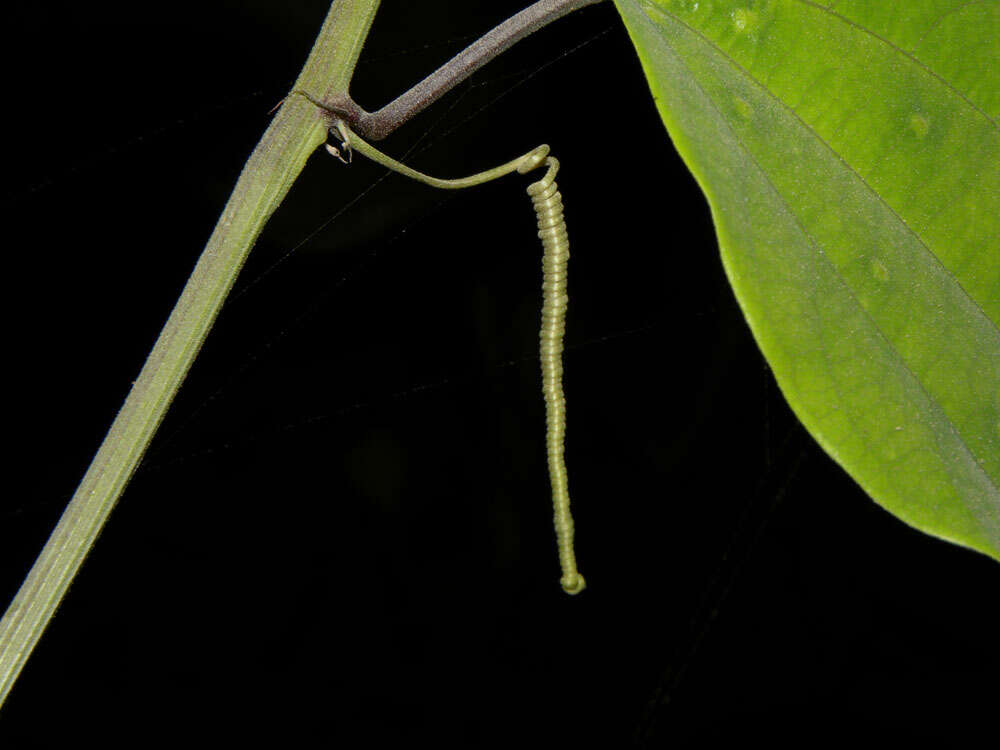 Sivun Passiflora talamancensis Killip kuva