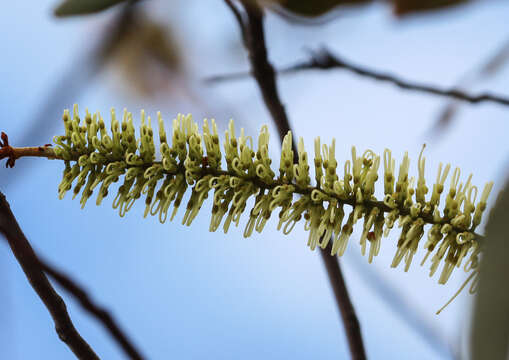 Image of Grevillea glauca Banks & Sol. ex Knight