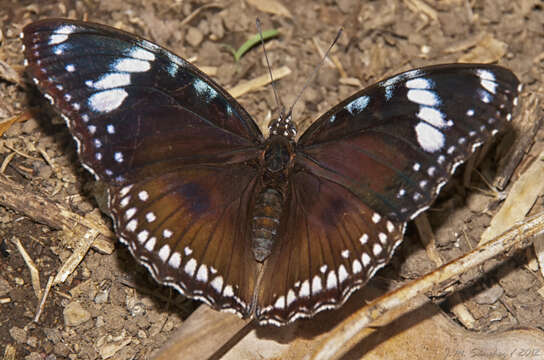 Image de Hypolimnas bolina Linnaeus 1758