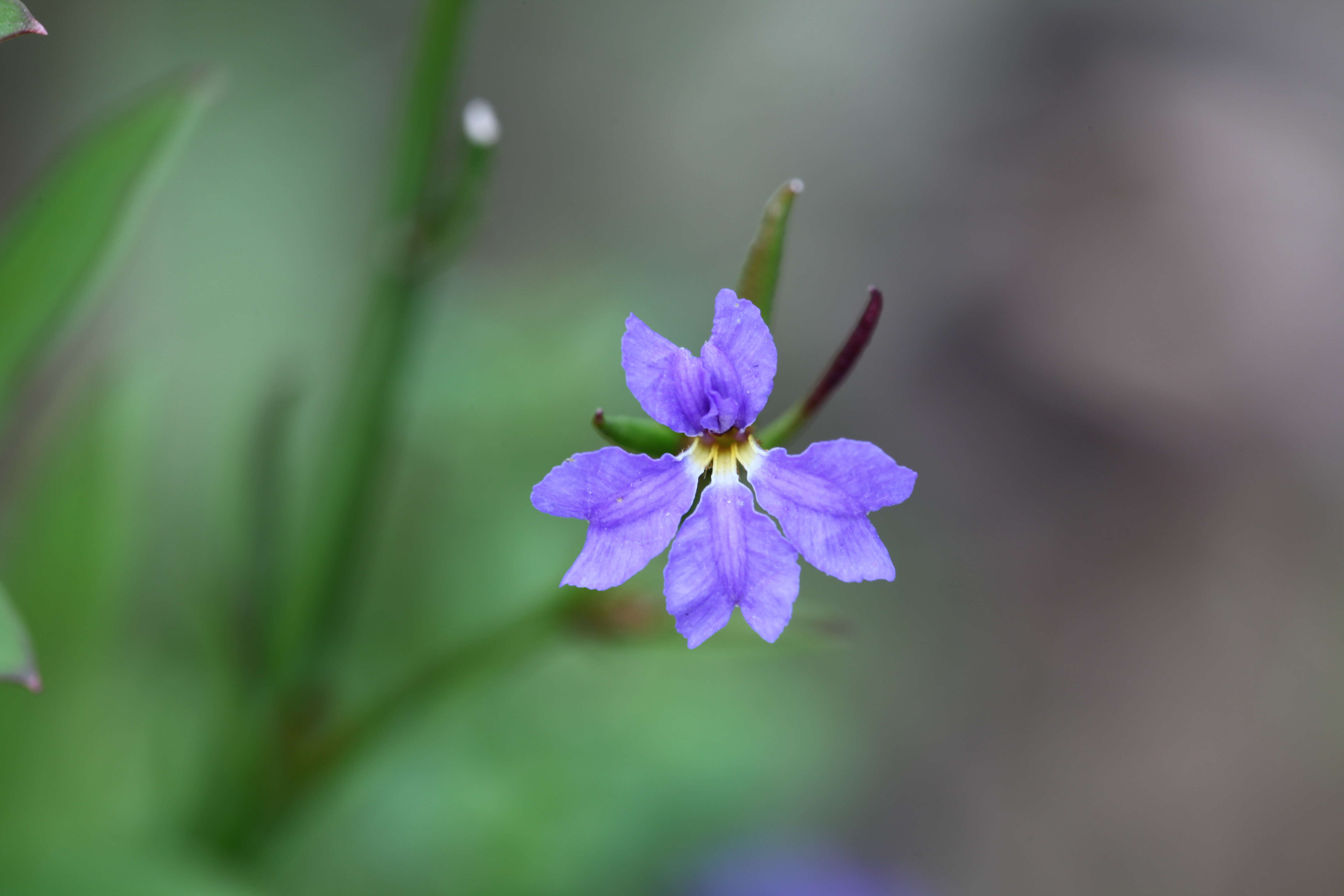 Image of Dampiera purpurea R. Br.