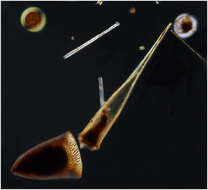 Image of Rhabdonella spiralis