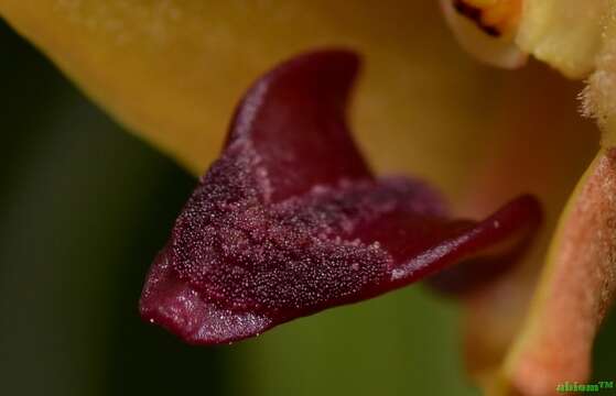 Image of Campanulorchis leiophylla (Lindl.) Y. P. Ng & P. J. Cribb