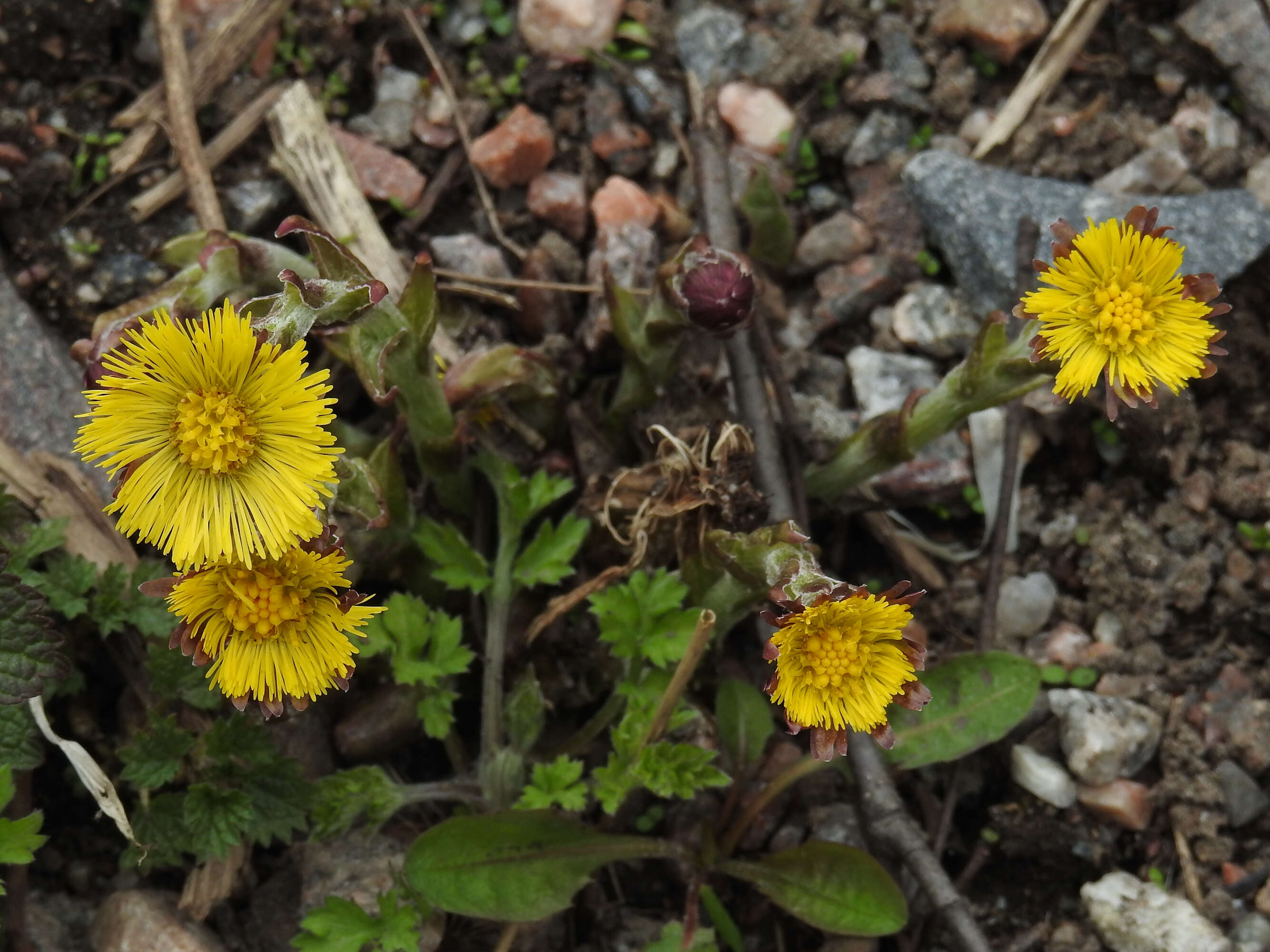 Plancia ëd Tussilago