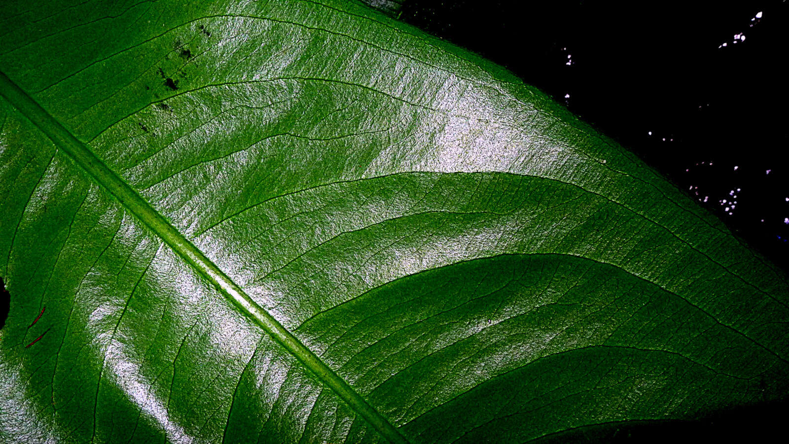 صورة Ouratea gigantophylla (Erhard) Engl.