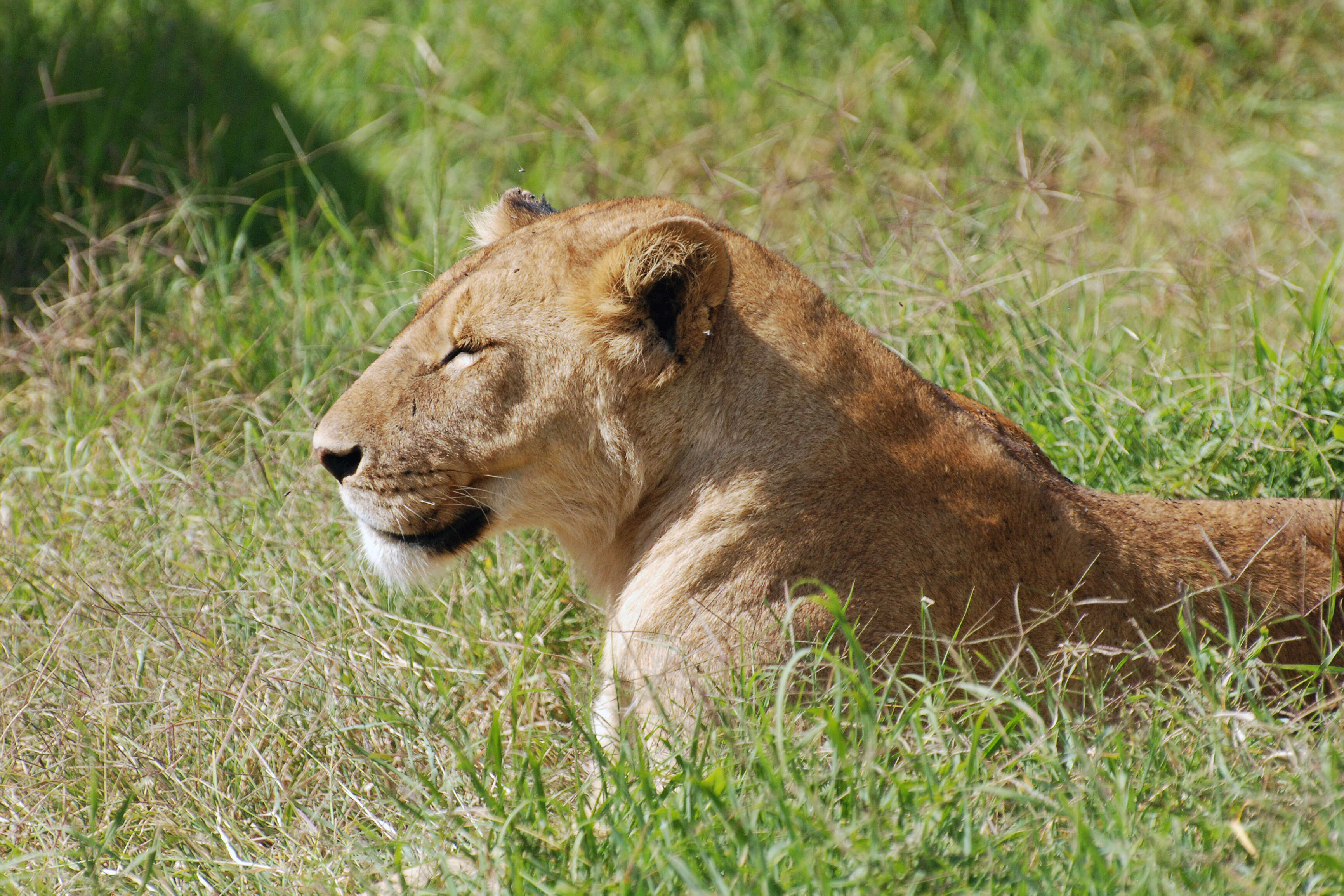 Image of big cats