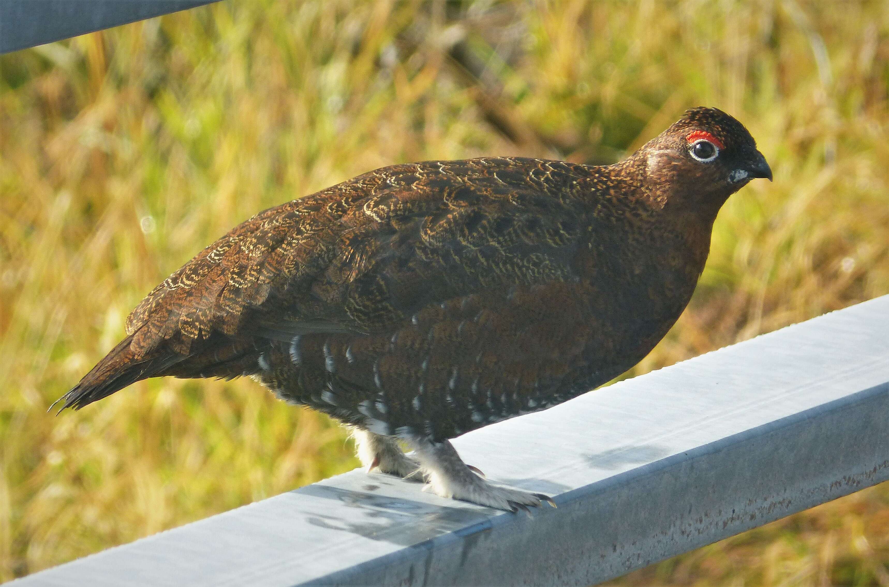 Image of Willow Grouse and Red Grouse