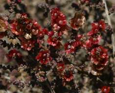 Image of Canarosalsola divaricata (Masson ex Link)