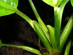 Image of Dieffenbachia concinna Croat & Grayum