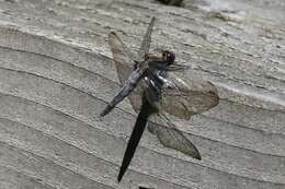 Image of Chalk-fronted Corporal