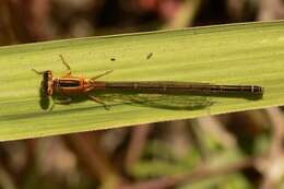 Image of forktail