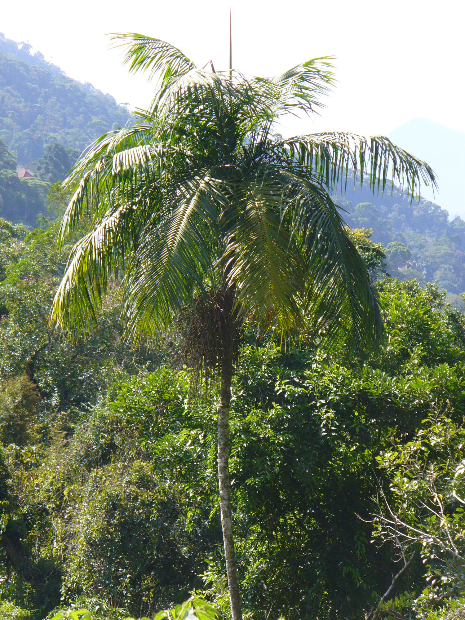 Image of Assai palm