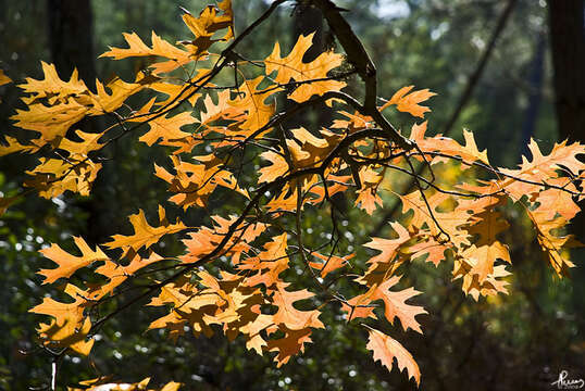 Image of Northern Red Oak