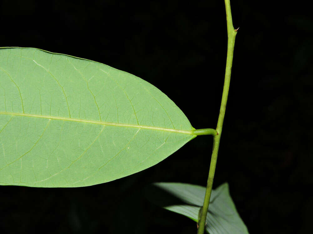 Image de Phyllanthus skutchii Standl.