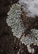 Image of starry rosette lichen